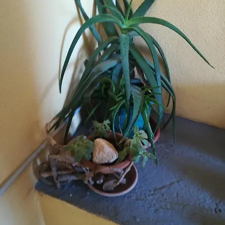 Knezic Appartement