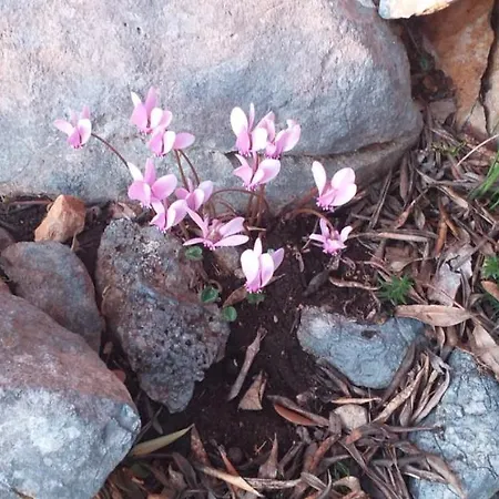 Apartmán Knezic Igrane